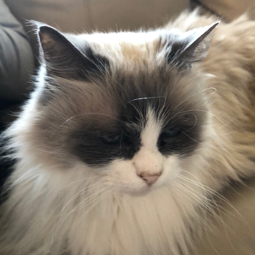 Meet your Posher, Lynda